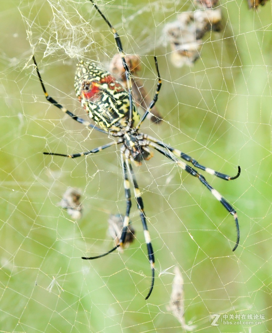 毒蜘蛛形态图片
