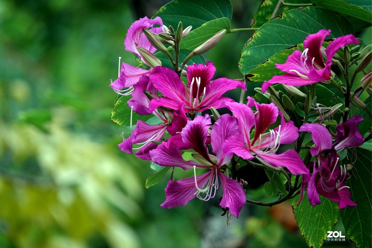 红花羊蹄甲洋紫荆二