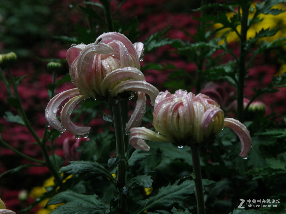 国庆献菊：雨中拍攝
