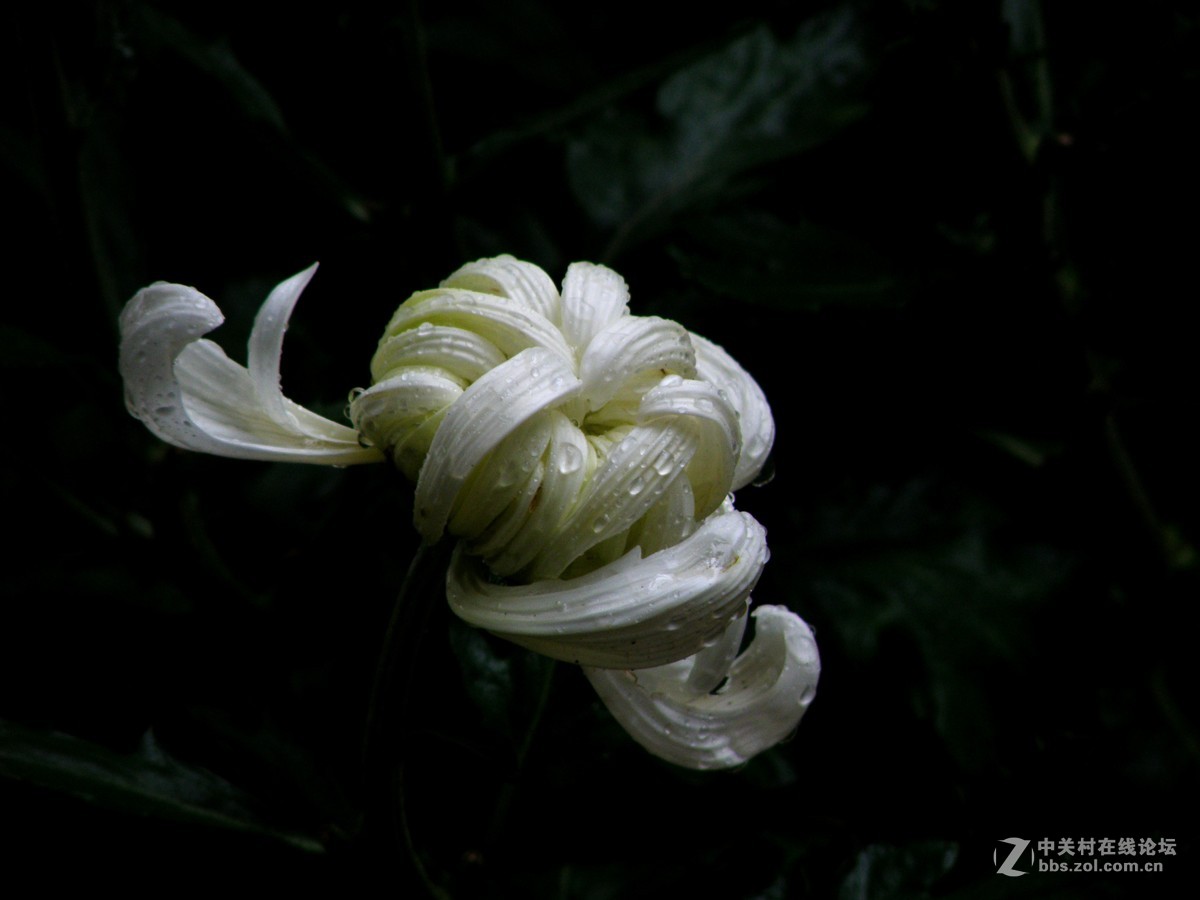 国庆献菊：雨中拍攝