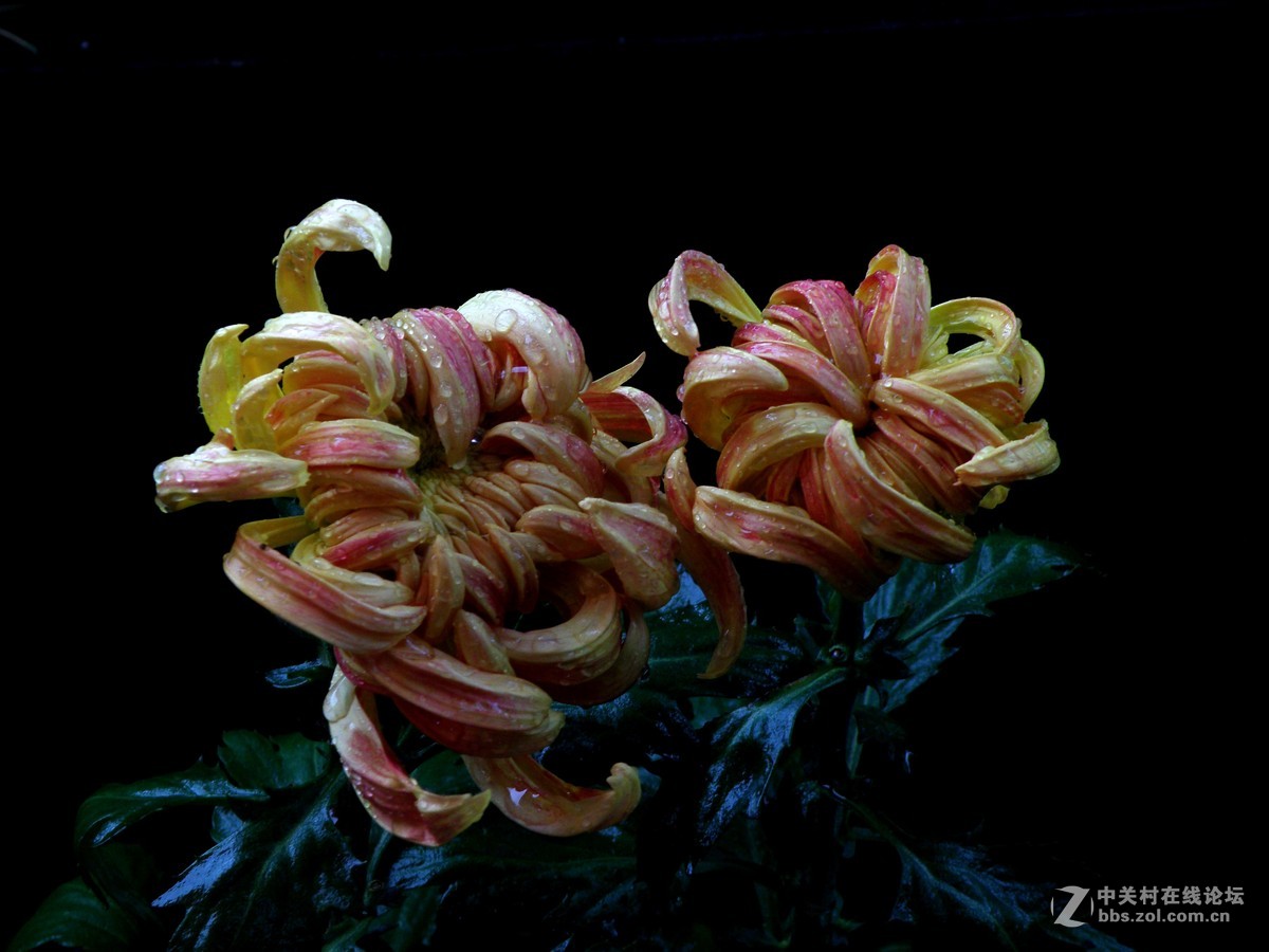 国庆献菊：雨中拍攝