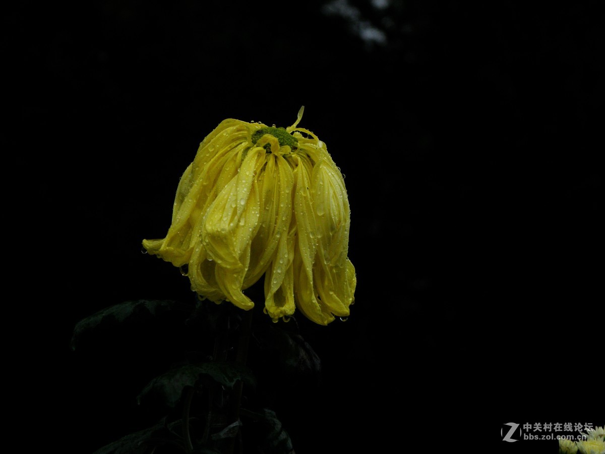 国庆献菊：雨中拍攝