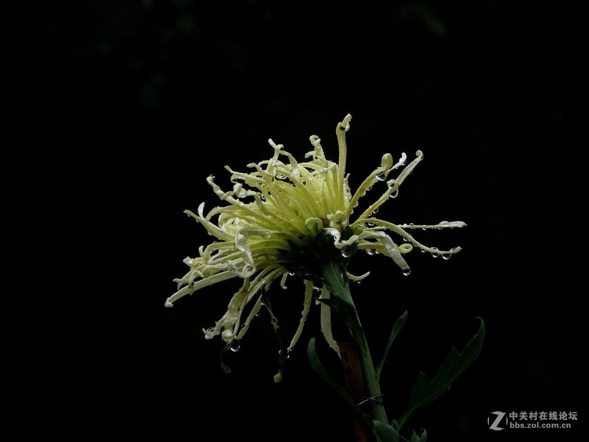 国庆献菊：雨中拍攝