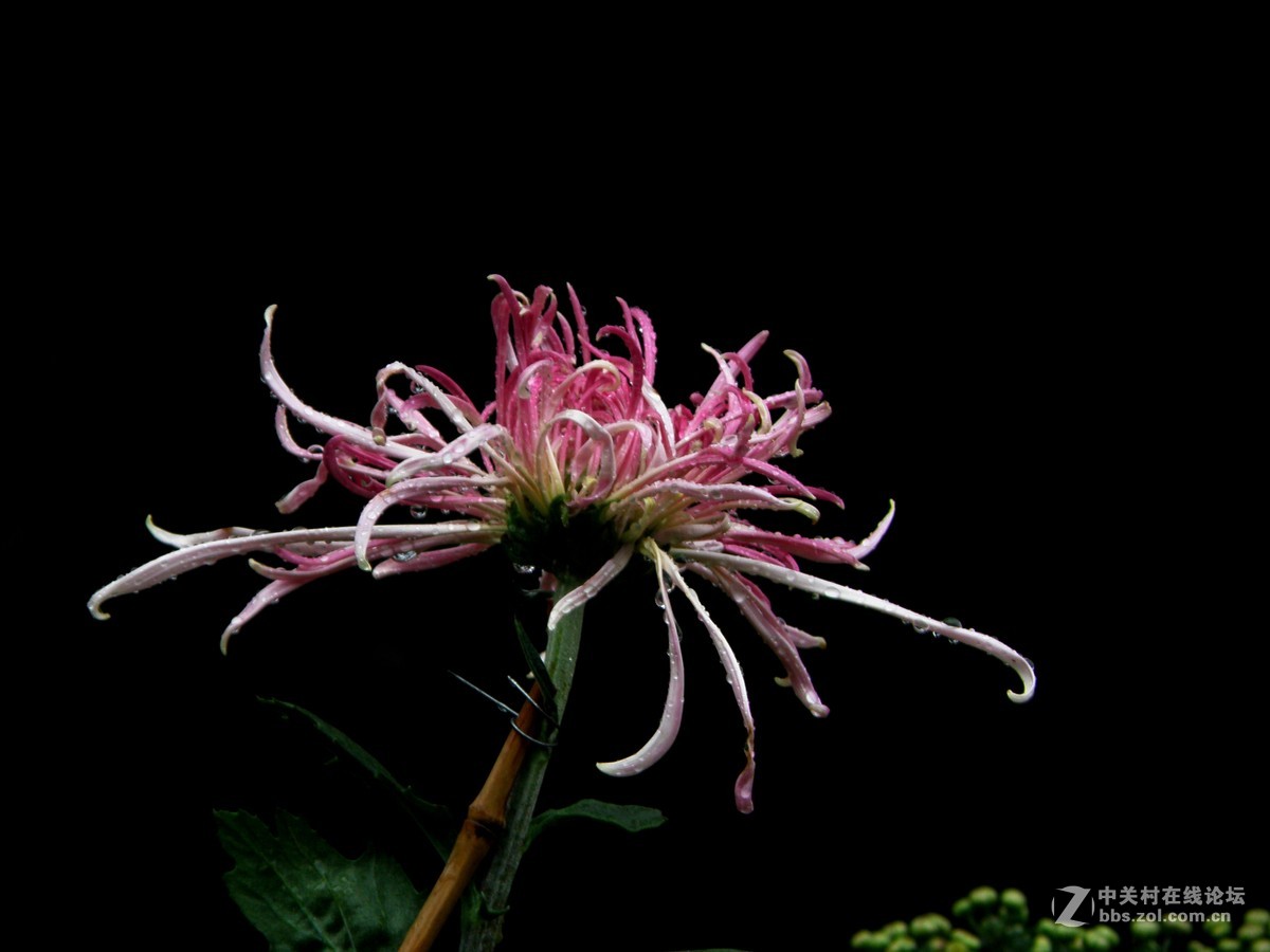 国庆献菊：雨中拍攝