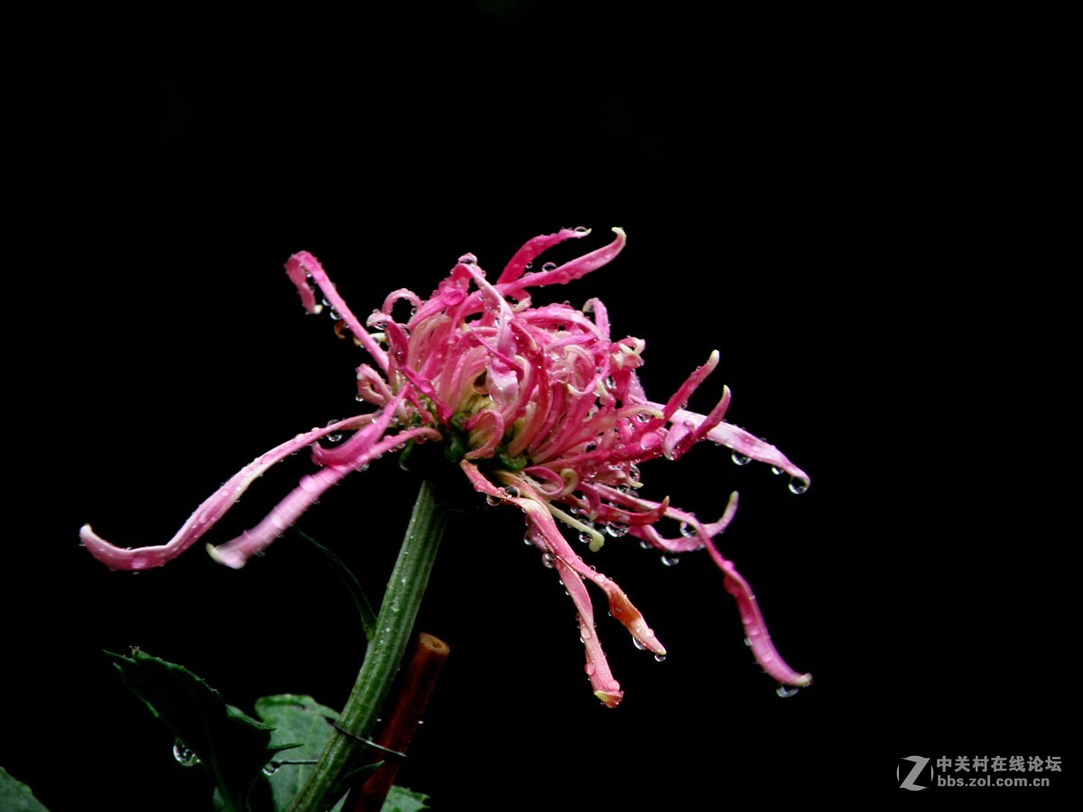 国庆献菊：雨中拍攝