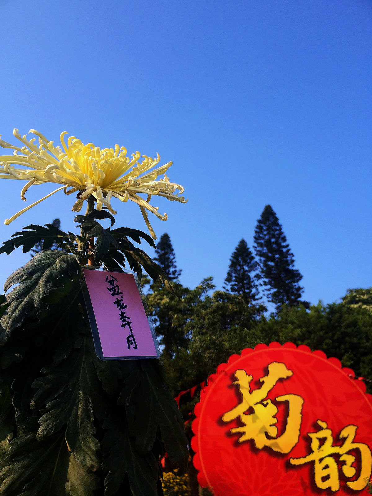 2015年汕头菊展行摄--iPhone 5S 拍摄