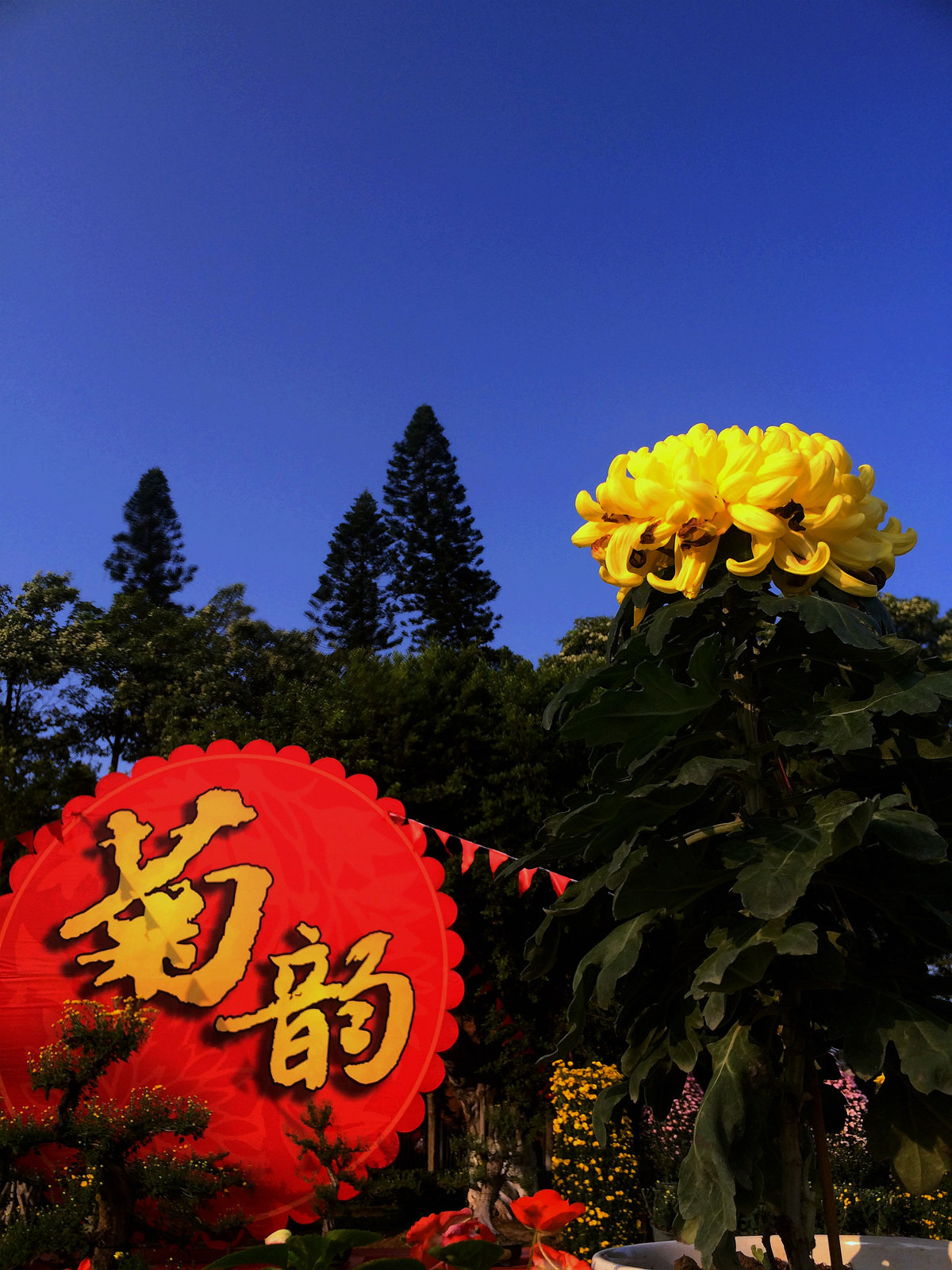 2015年汕头菊展行摄--iPhone 5S 拍摄