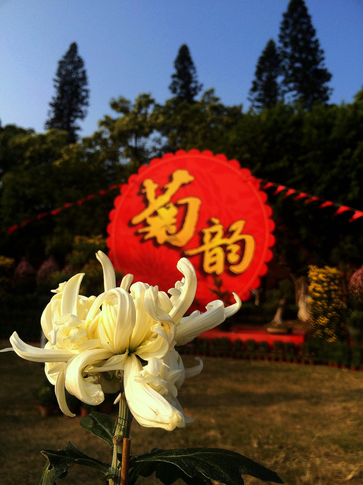 2015年汕头菊展行摄--iPhone 5S 拍摄