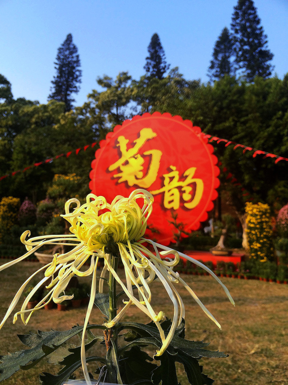 2015年汕头菊展行摄--iPhone 5S 拍摄