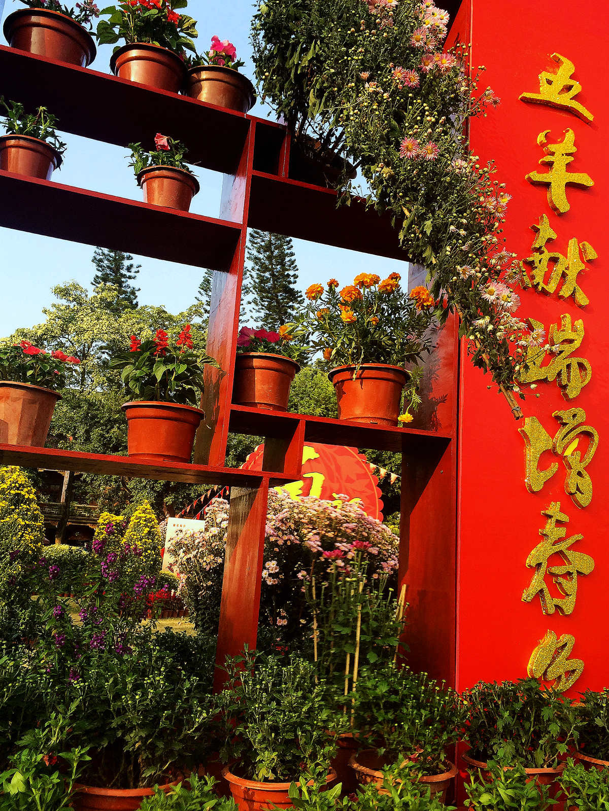 2015年汕头菊展行摄--iPhone 5S 拍摄