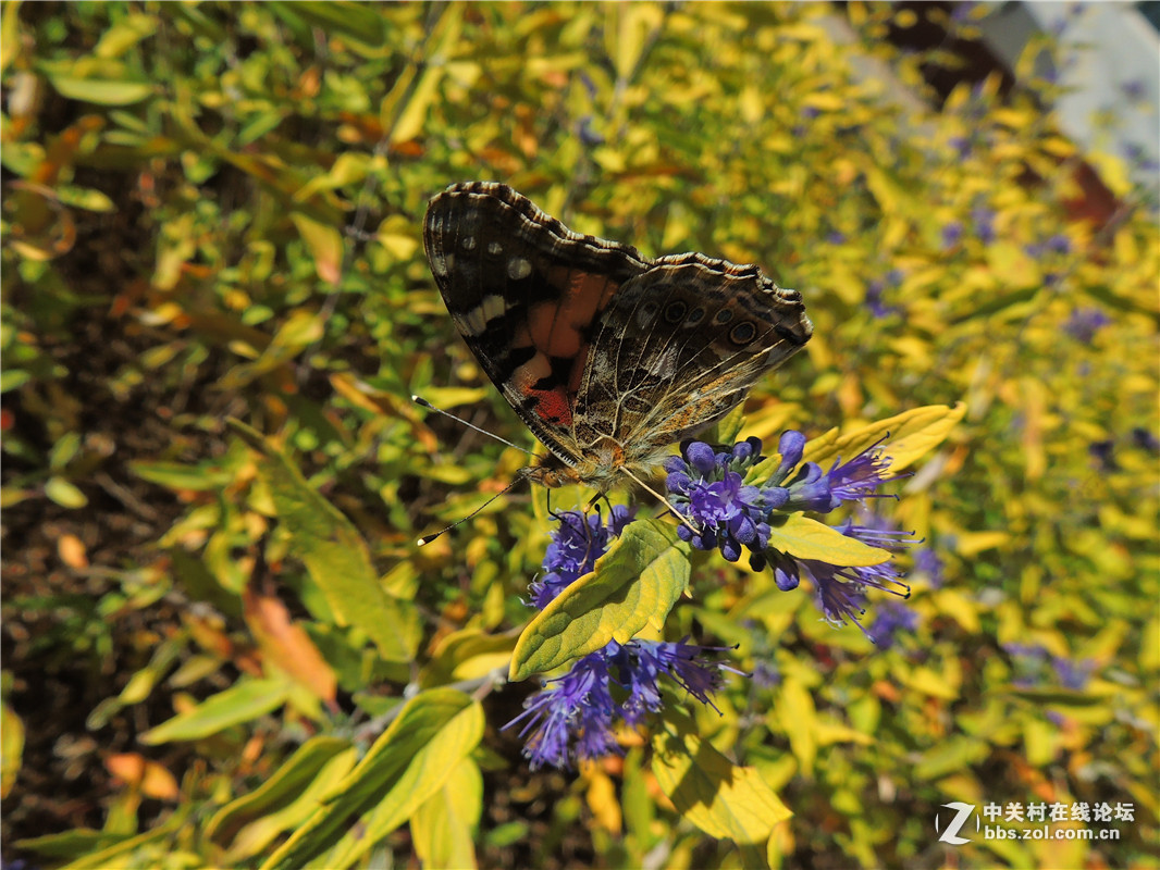 #版主坐堂#  2015年10-12月份【尼康p510星空(中国)】部分优秀作品