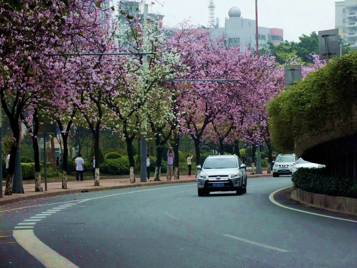 广州人民北路赏紫荆花