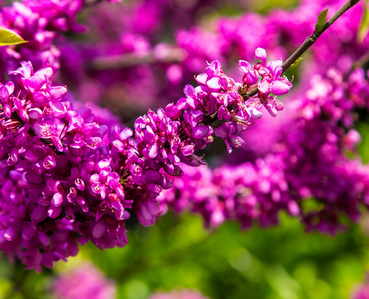 20160404紫槿花盛开