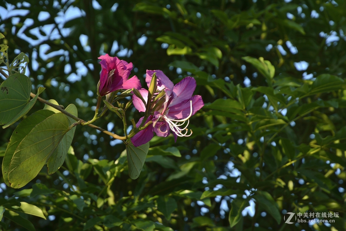 16-85的色彩表现