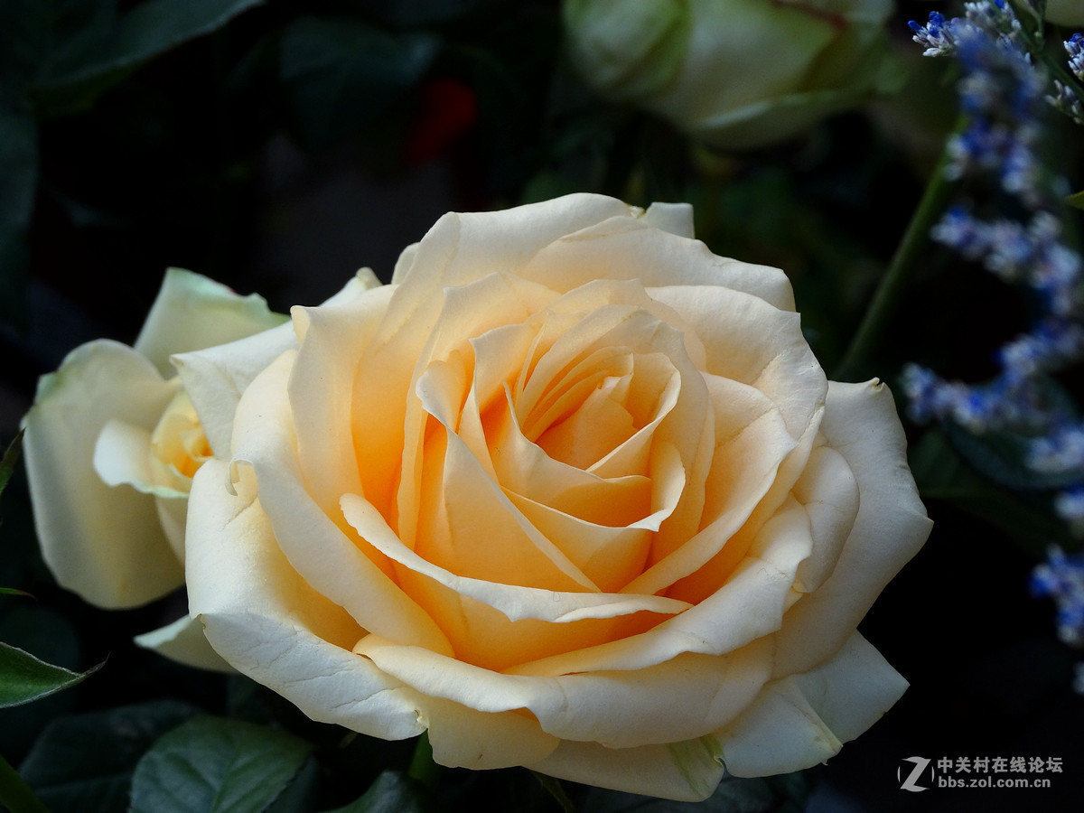 什锦花朵杂拍