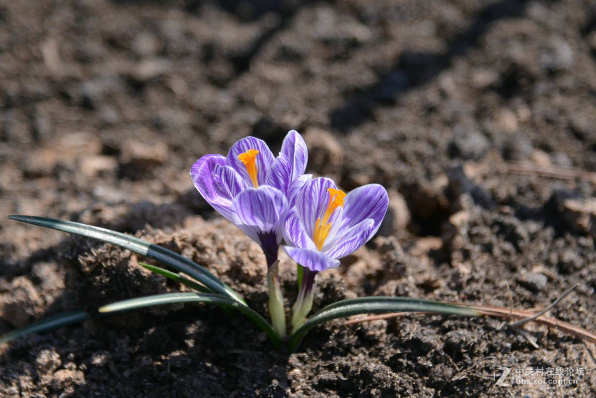 花香惹得蜜蜂来