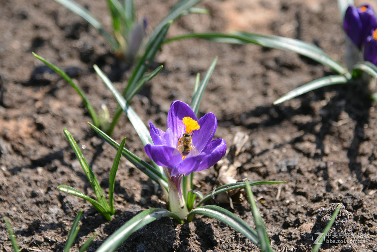 花香惹得蜜蜂来