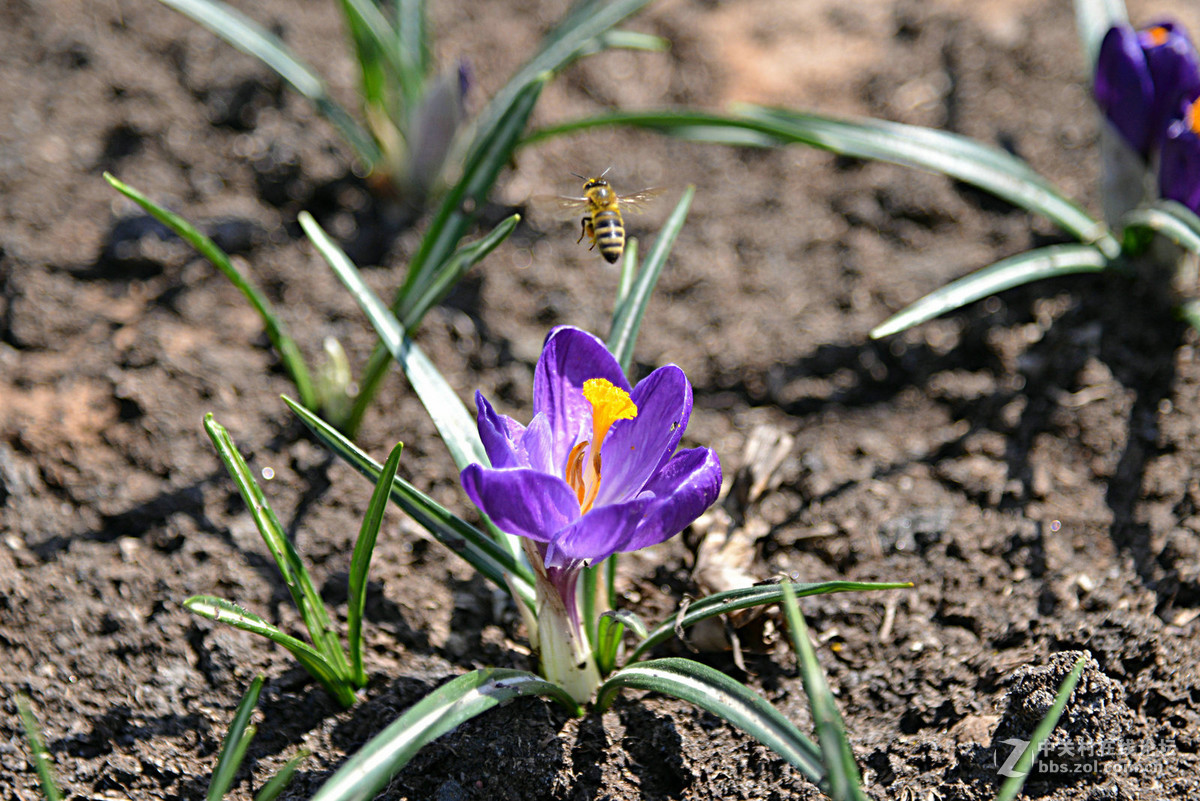 花香惹得蜜蜂来