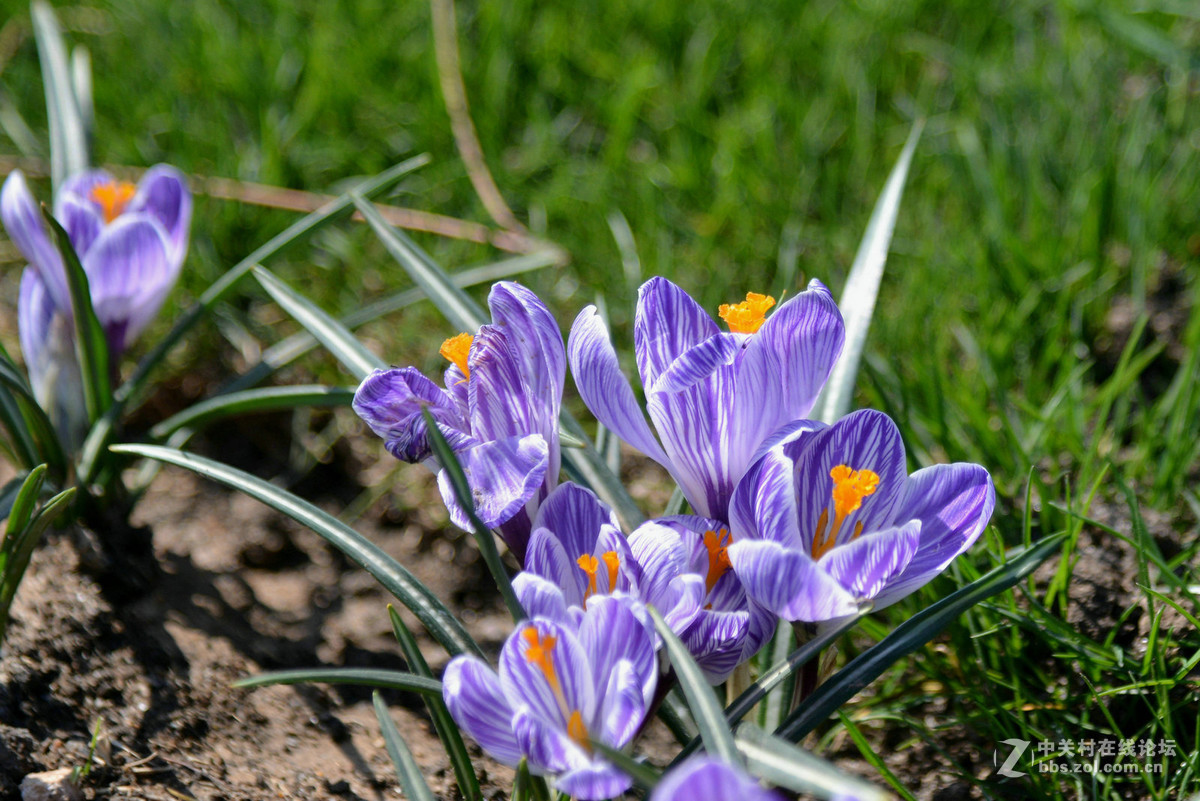 花香惹得蜜蜂来