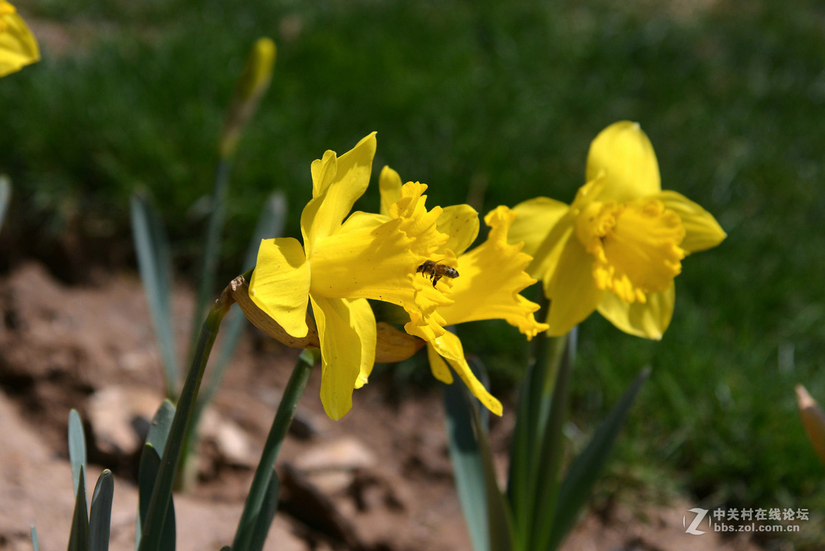 花香惹得蜜蜂来