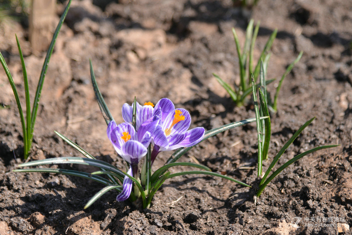 花香惹得蜜蜂来