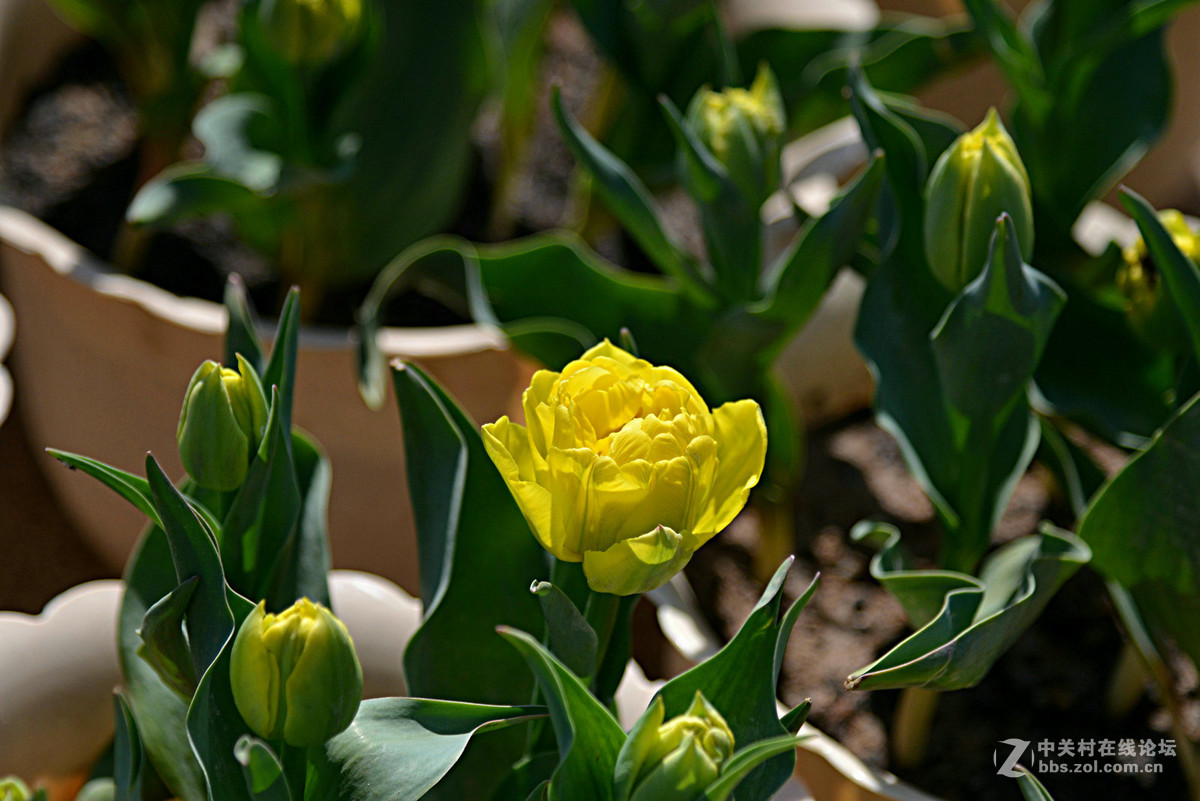 花香惹得蜜蜂来