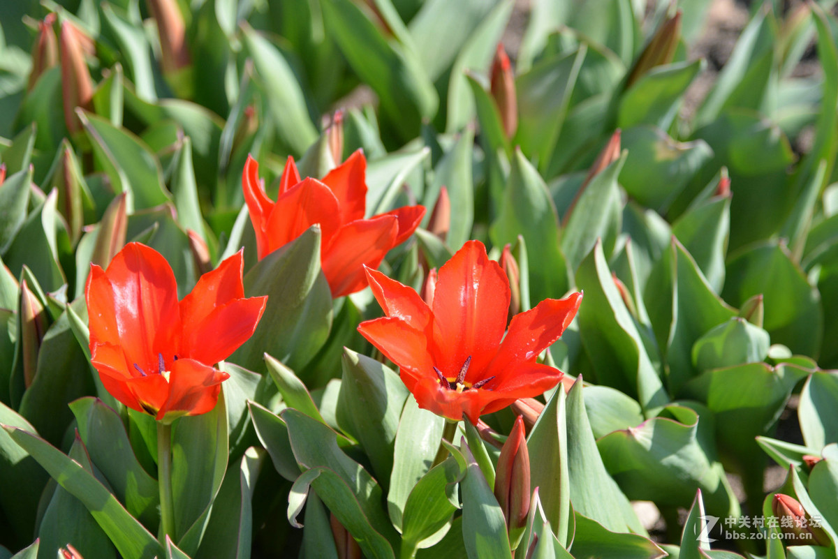 花香惹得蜜蜂来