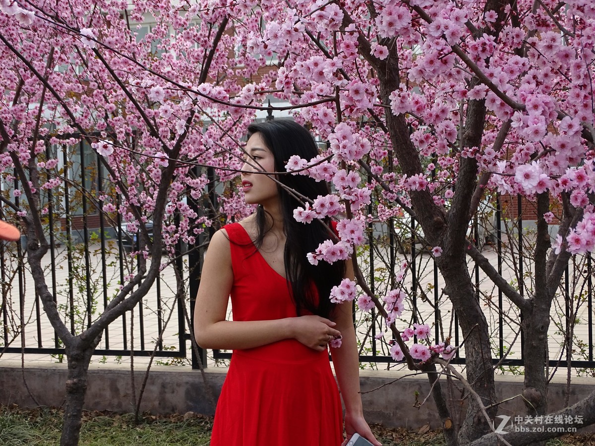 在哪桃花盛开的地方