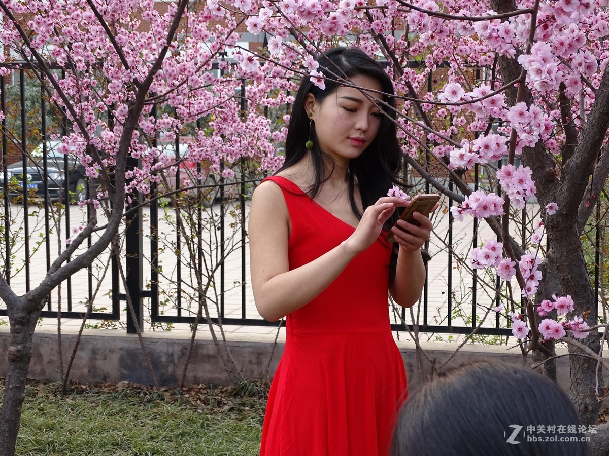 在哪桃花盛开的地方