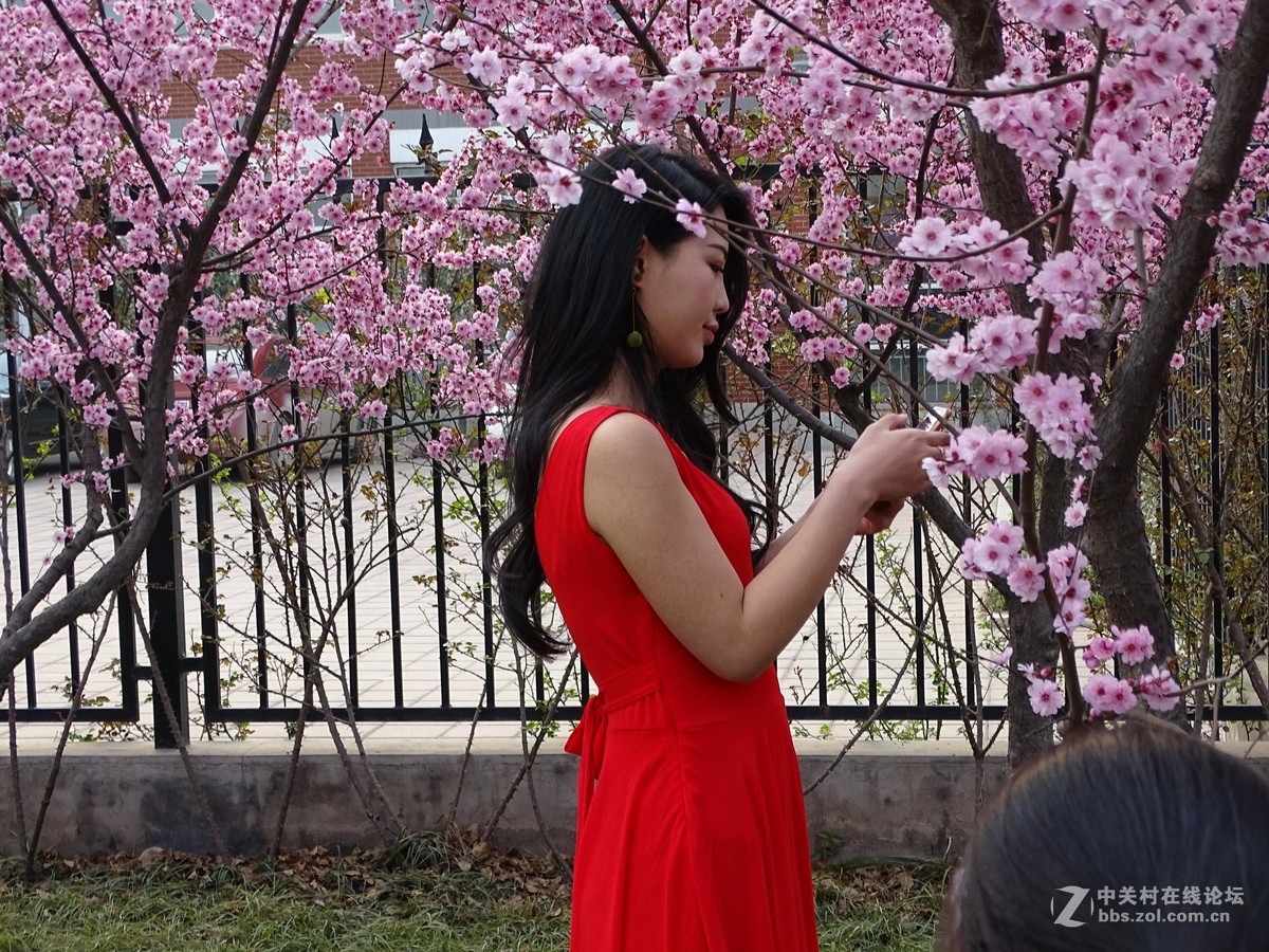 在哪桃花盛开的地方