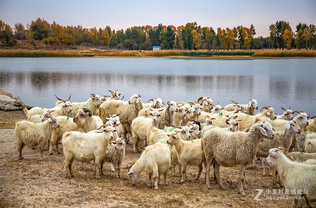 吉林向海湿地放羊