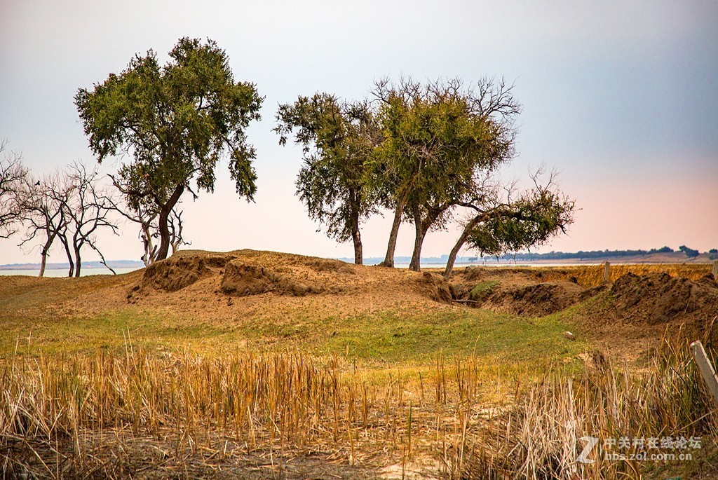 吉林向海湿地放羊
