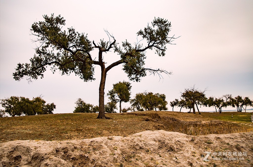 吉林向海湿地放羊
