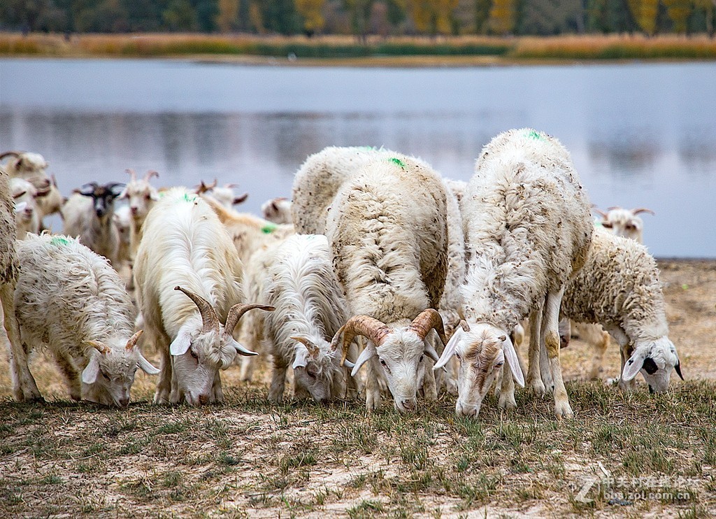吉林向海湿地放羊