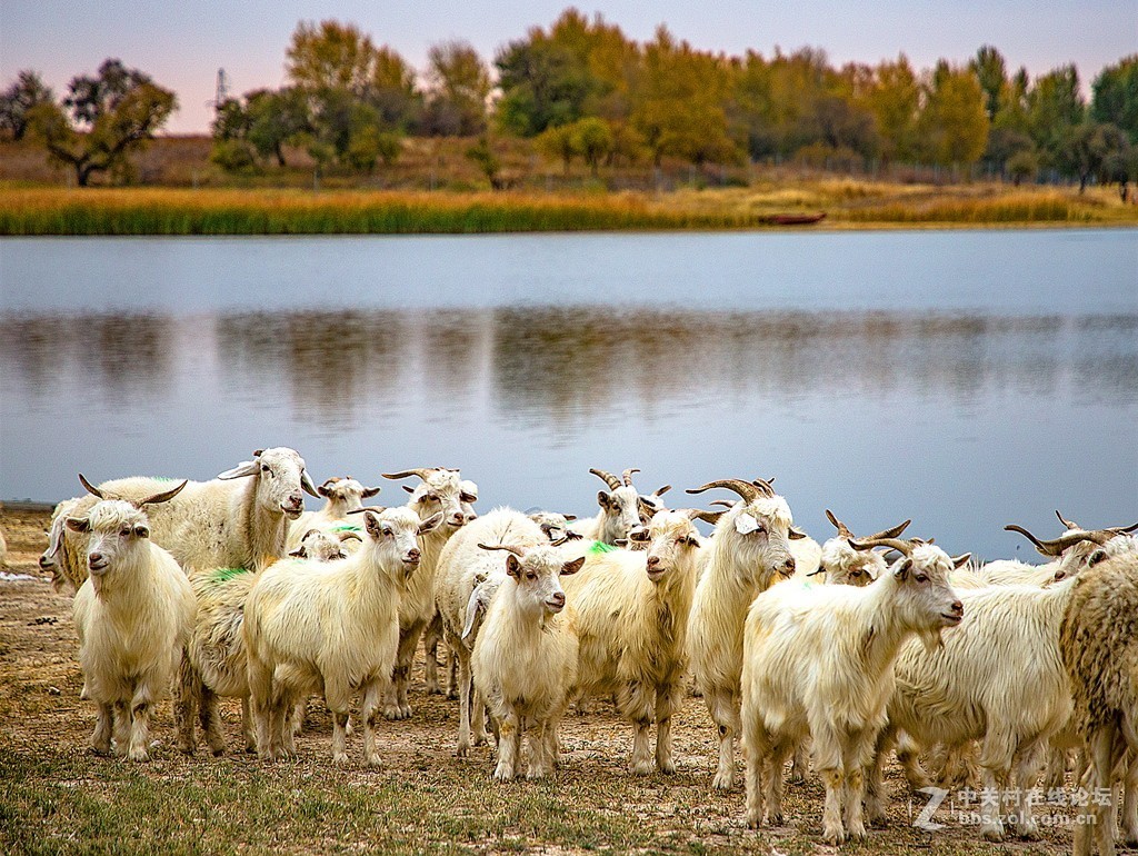 吉林向海湿地放羊