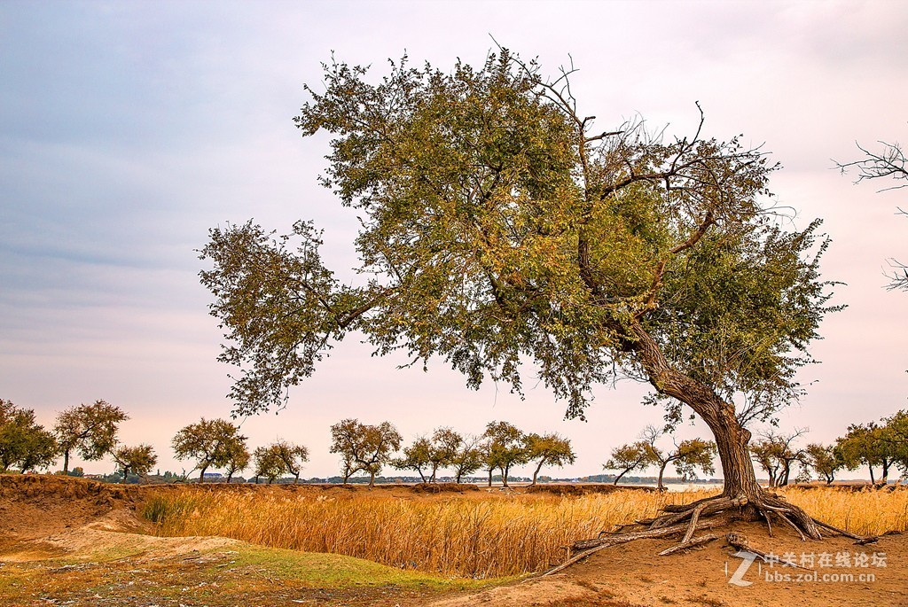 吉林向海湿地放羊