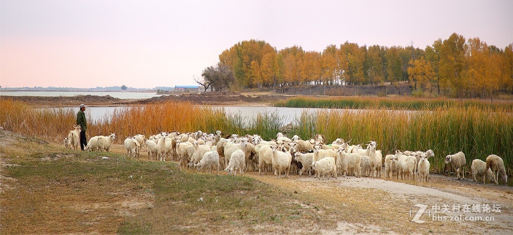 吉林向海湿地放羊