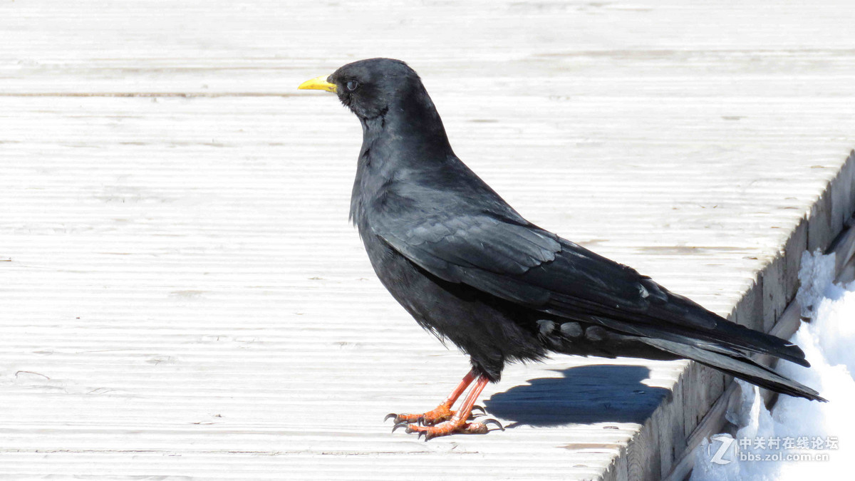 红嘴和黄嘴山鸦
