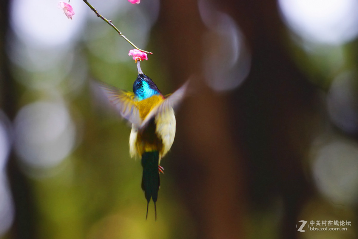 舞动迎春的翅膀