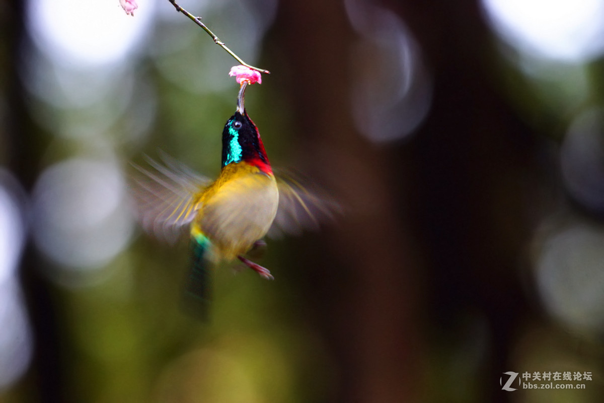 舞动迎春的翅膀