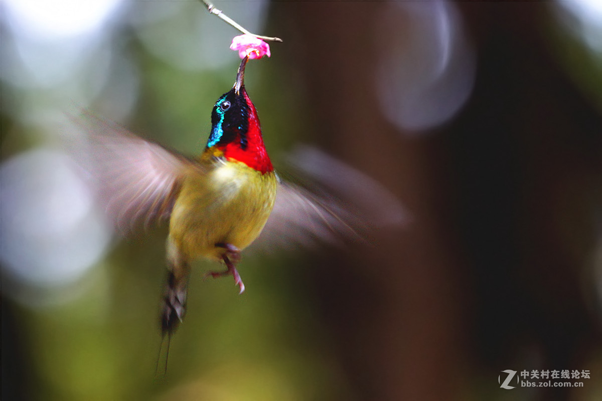舞动迎春的翅膀