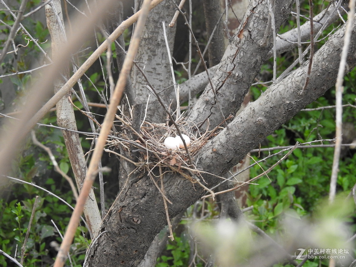 清明节回家拍到斑鸠窝还有蛋