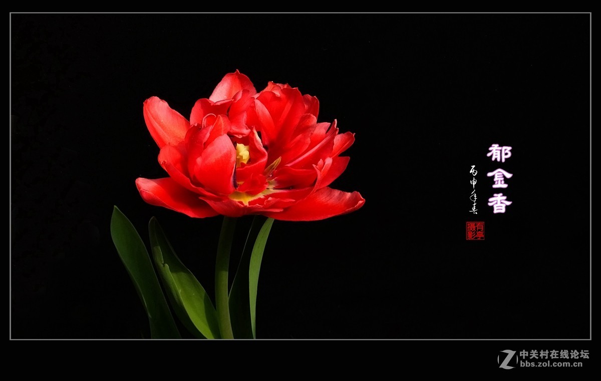 #ZOL月赛-四月物语#中山公园多姿多彩的郁金香