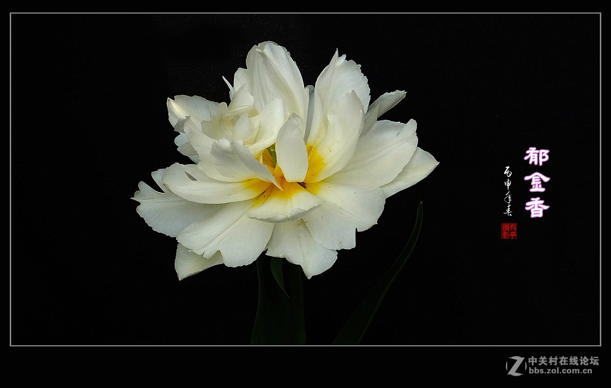 #ZOL月赛-四月物语#中山公园多姿多彩的郁金香