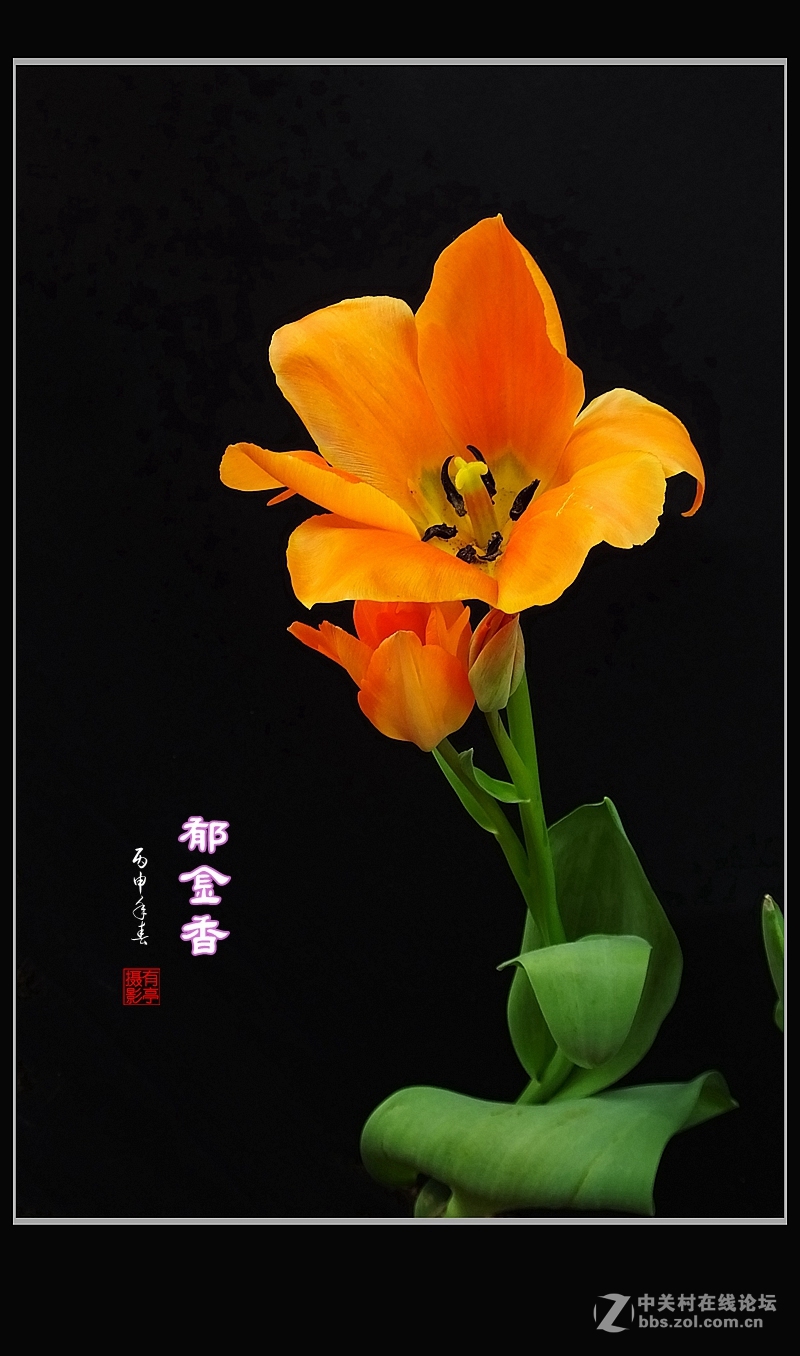 #ZOL月赛-四月物语#中山公园多姿多彩的郁金香