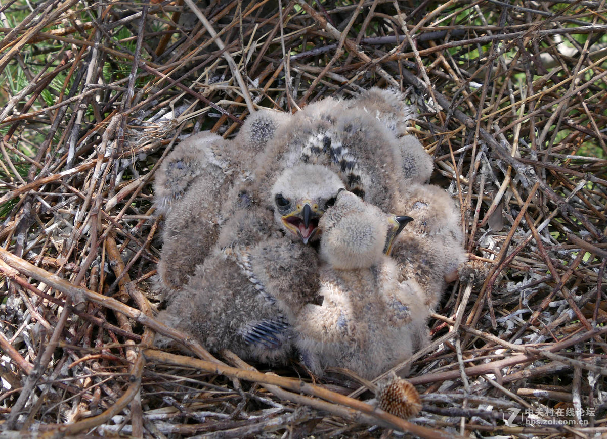 黑翅鸢巢雏鸟四只