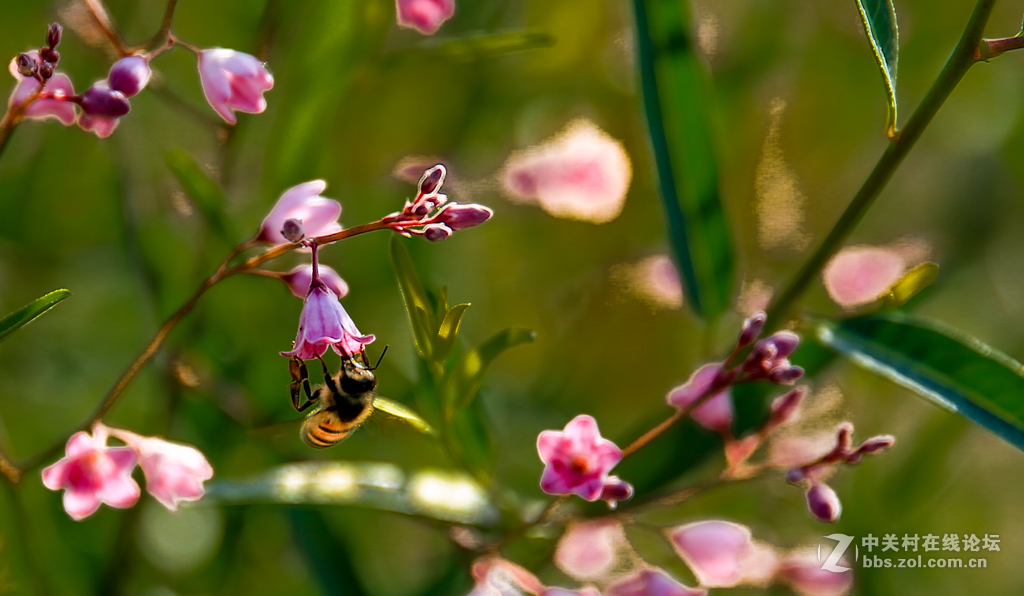 阿勒哈克的罗布麻三万余亩种植基地