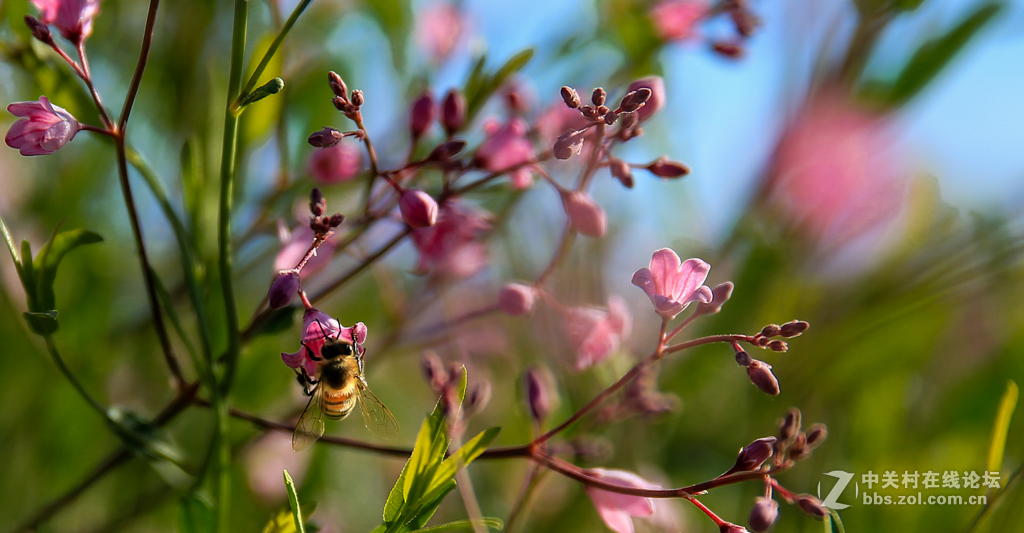 阿勒哈克的罗布麻三万余亩种植基地