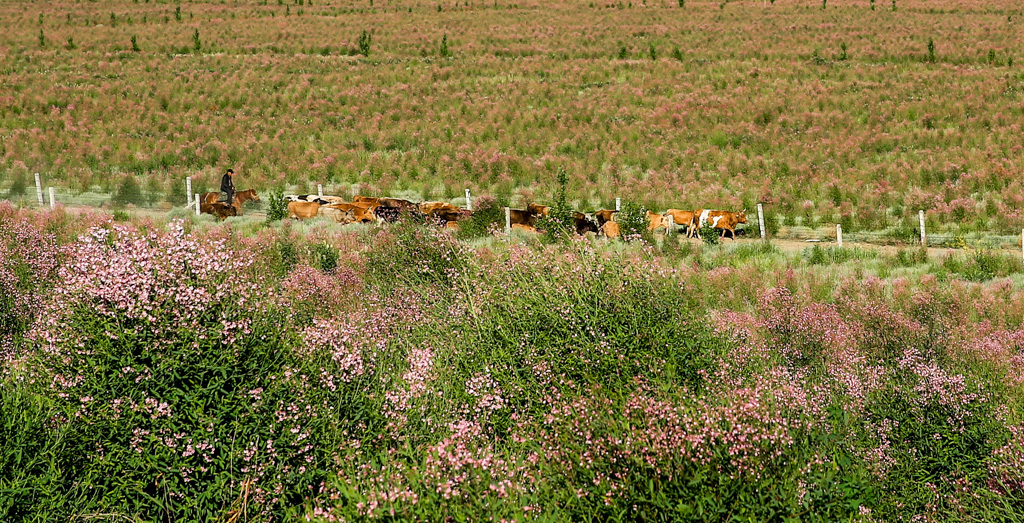 阿勒哈克的罗布麻三万余亩种植基地