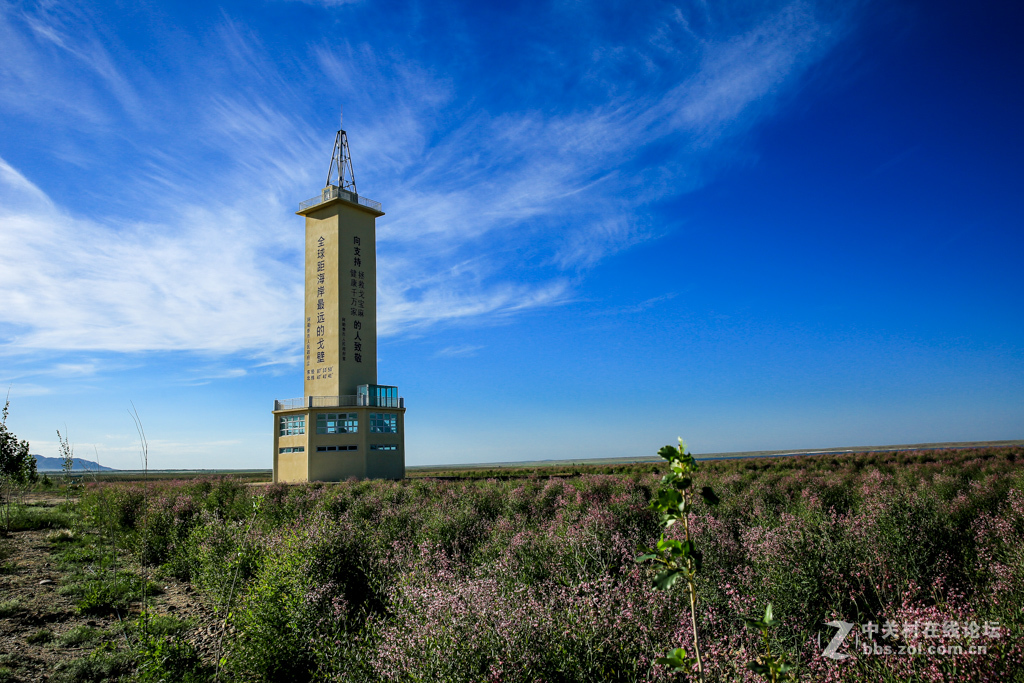 阿勒哈克的罗布麻三万余亩种植基地